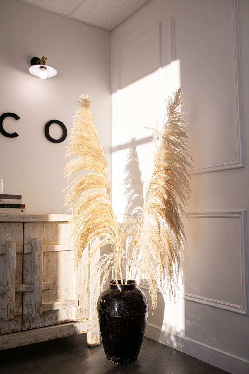 Paso Pot - Luxe B Pampas Grass  Canada , dried flowers and pampas grass Canadian Company. Bulk and wholesale dried flowers and pampas grass fluffy. Large White Pampas Grass Toronto