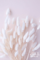 BUNNY TAILS White - Luxe B Pampas Grass  Canada , ships via Canada Post from Edmonton 
